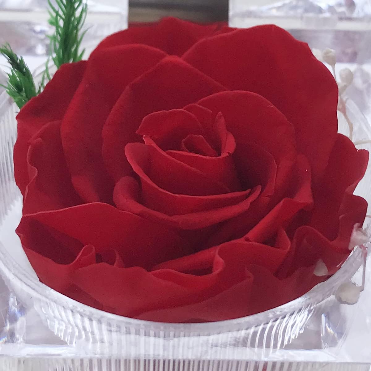 ODM Preserved Rose Real Forever Rose in Mini Clear Ring Box, Eternal Flower Rose Gifts for Women Mom Girlfriend Grandma, Mothers Day, Anniversary, Valentines, Christmas, Birthday (red) Custom Mold Development